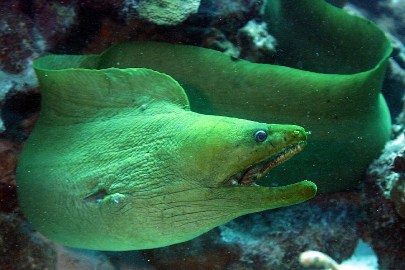 Green Moray