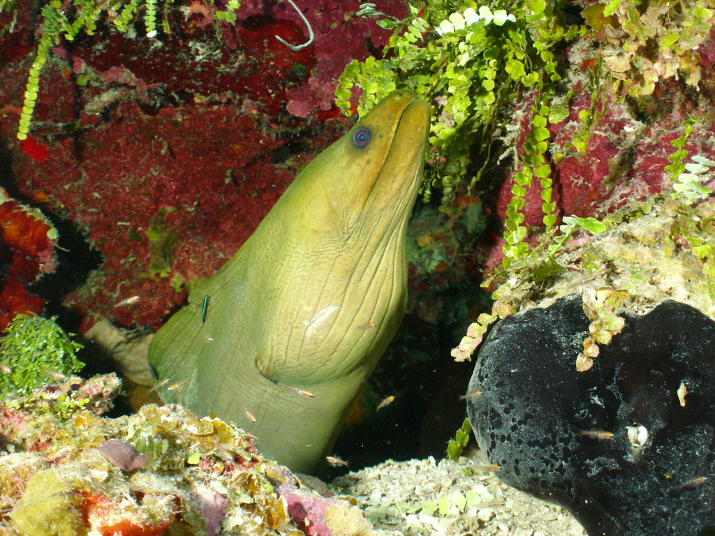 Murène verte
