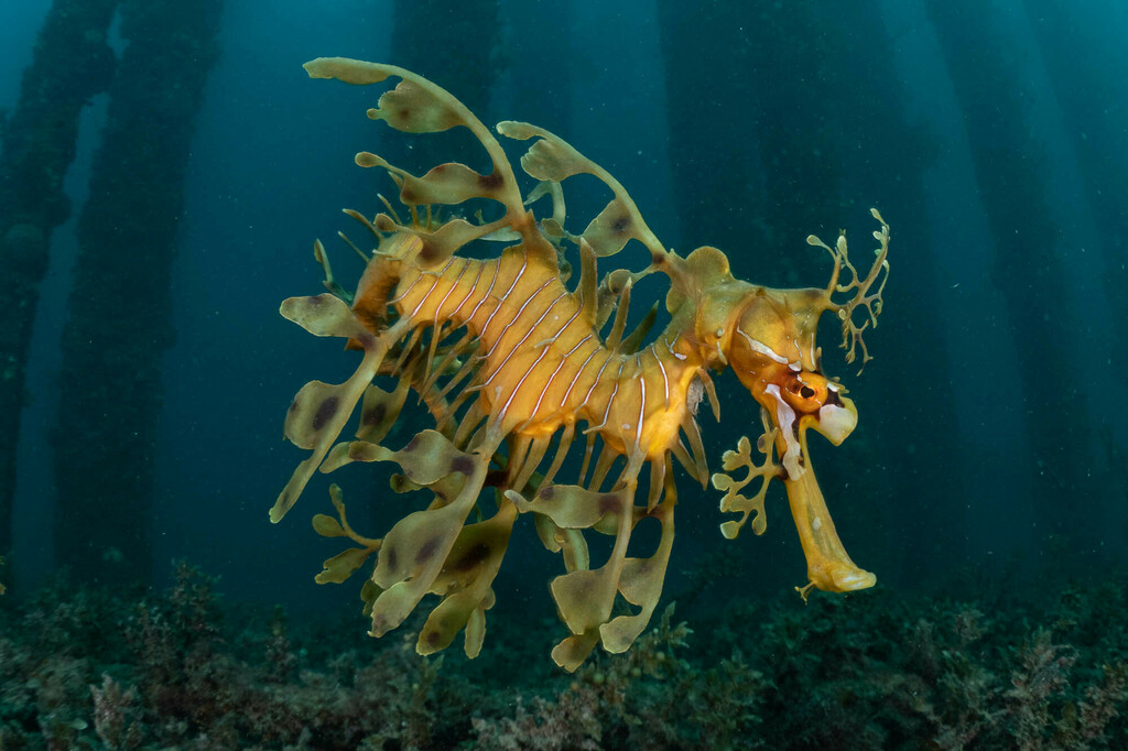 Leafy Seadragon
