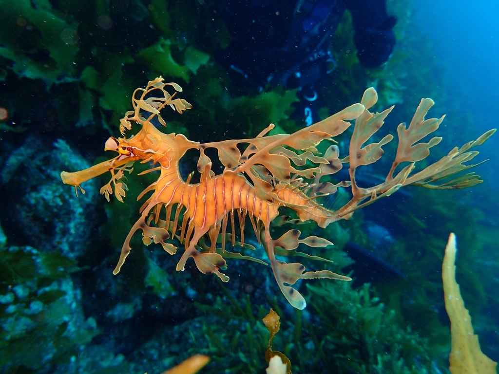 Leafy Seadragon