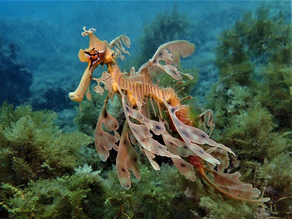 Leafy Seadragon