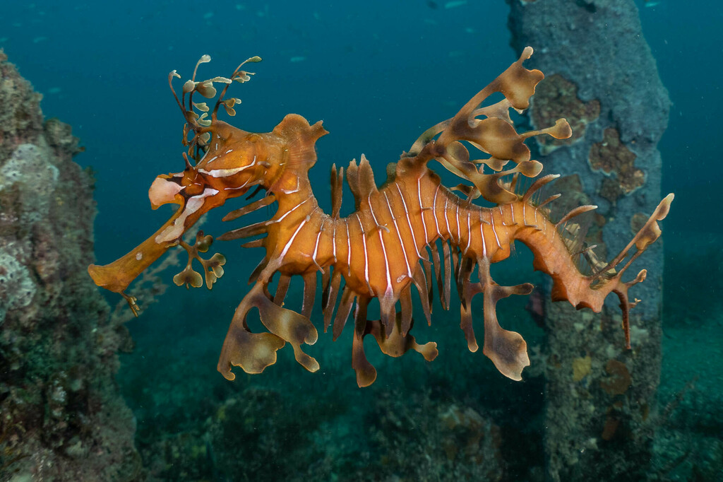 Leafy Seadragon