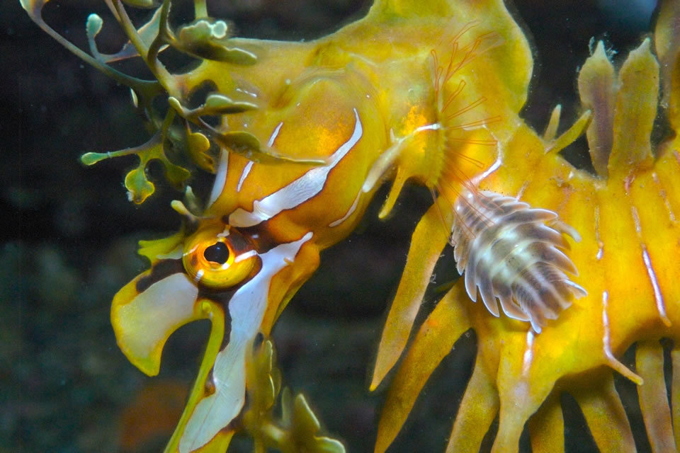 Leafy Seadragon