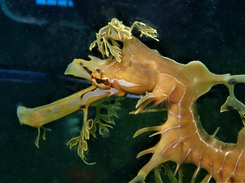 Leafy Seadragon