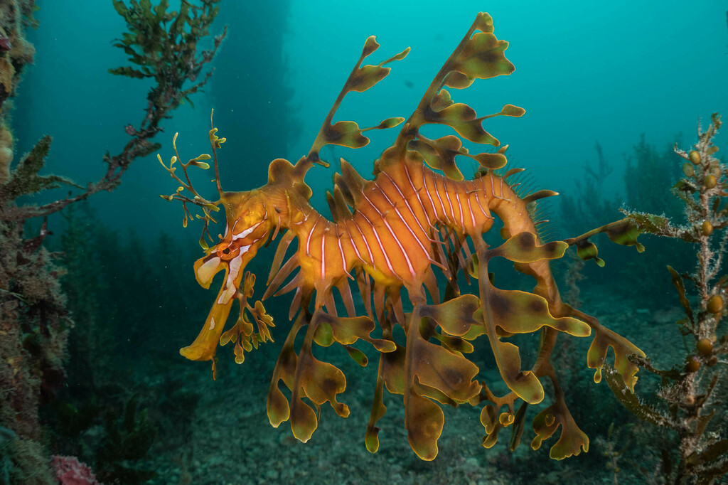 Leafy Seadragon