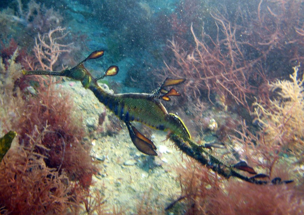 Weedy Seadragon