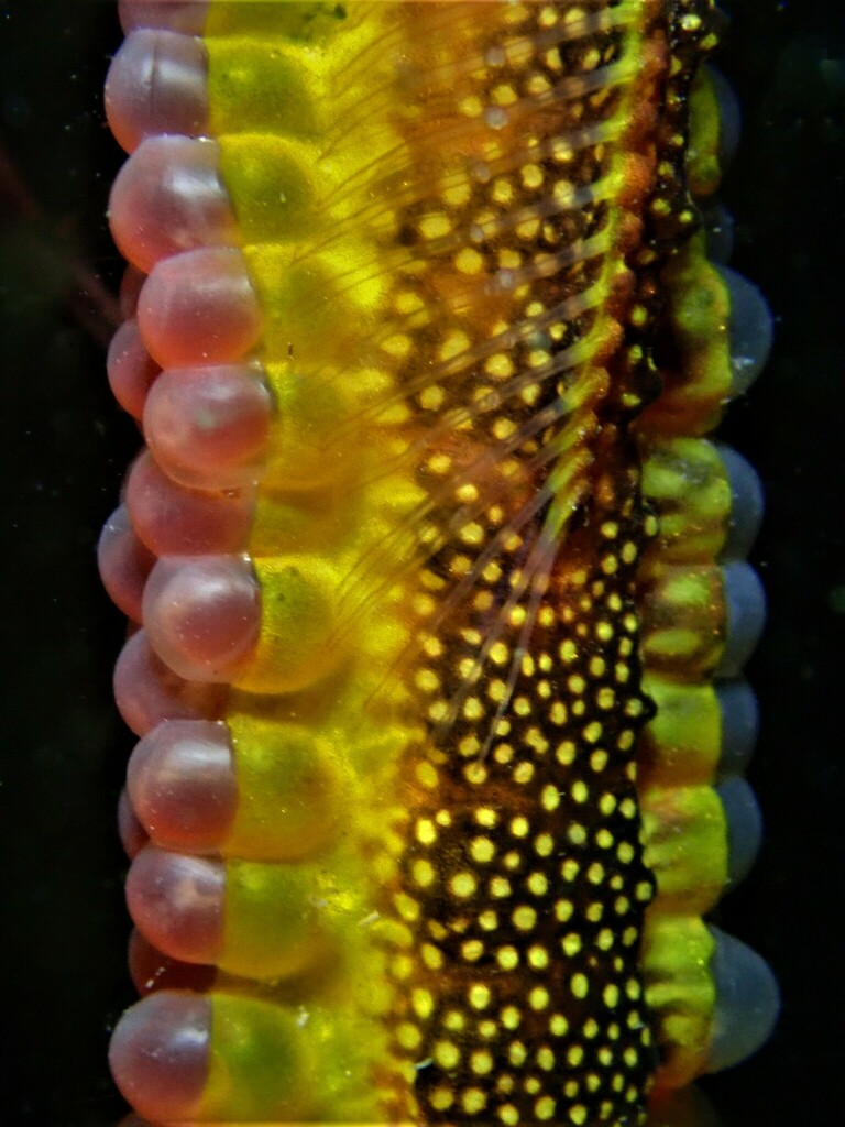 Weedy Seadragon