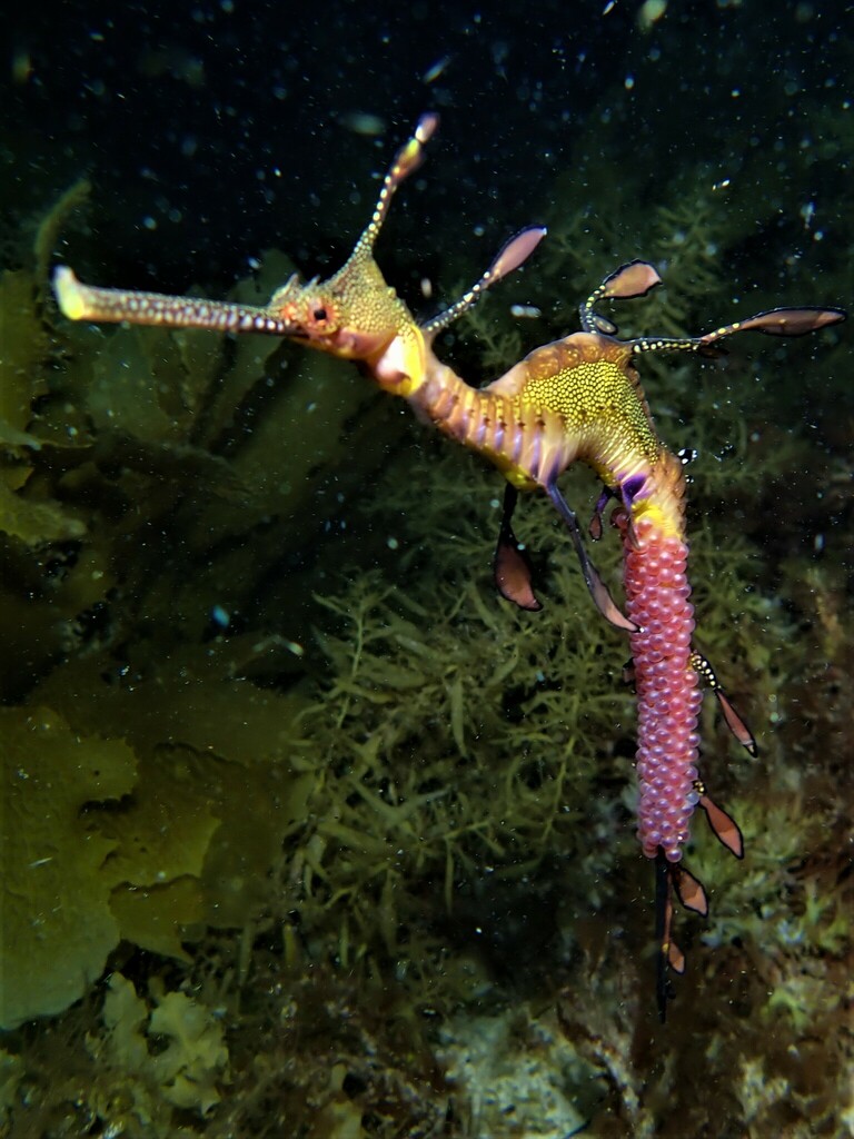 Weedy Seadragon