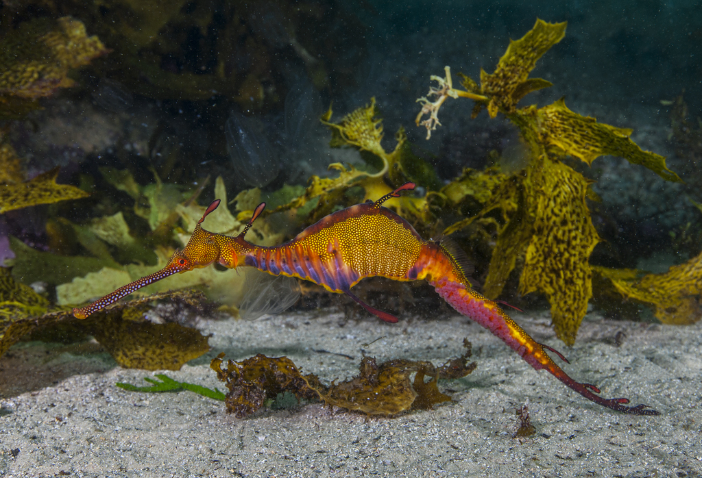 Weedy Seadragon
