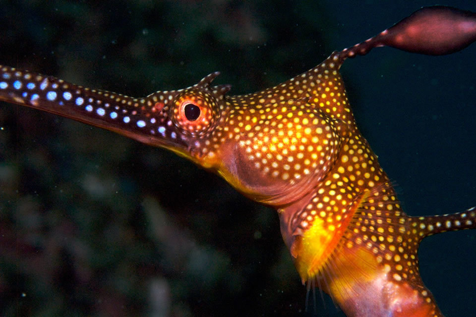 Weedy Seadragon