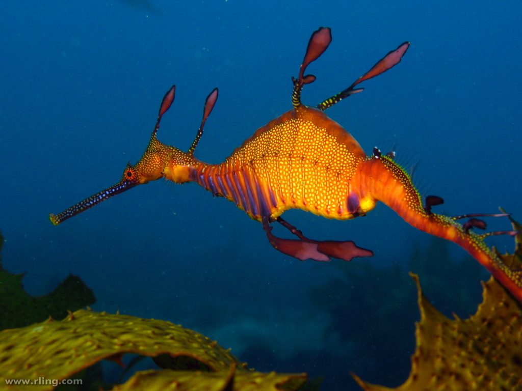 Weedy Seadragon