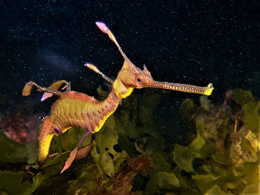 Weedy Seadragon