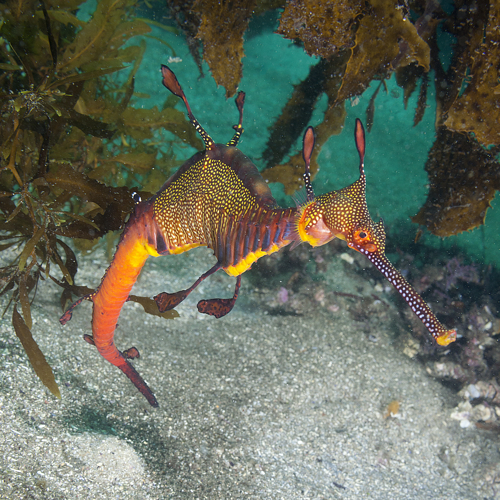Weedy Seadragon