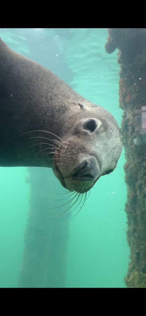 Australian Sea Lion