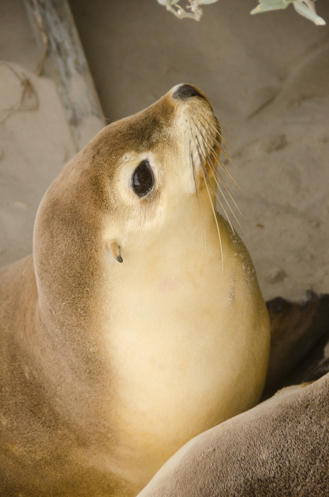 Australian Sea Lion