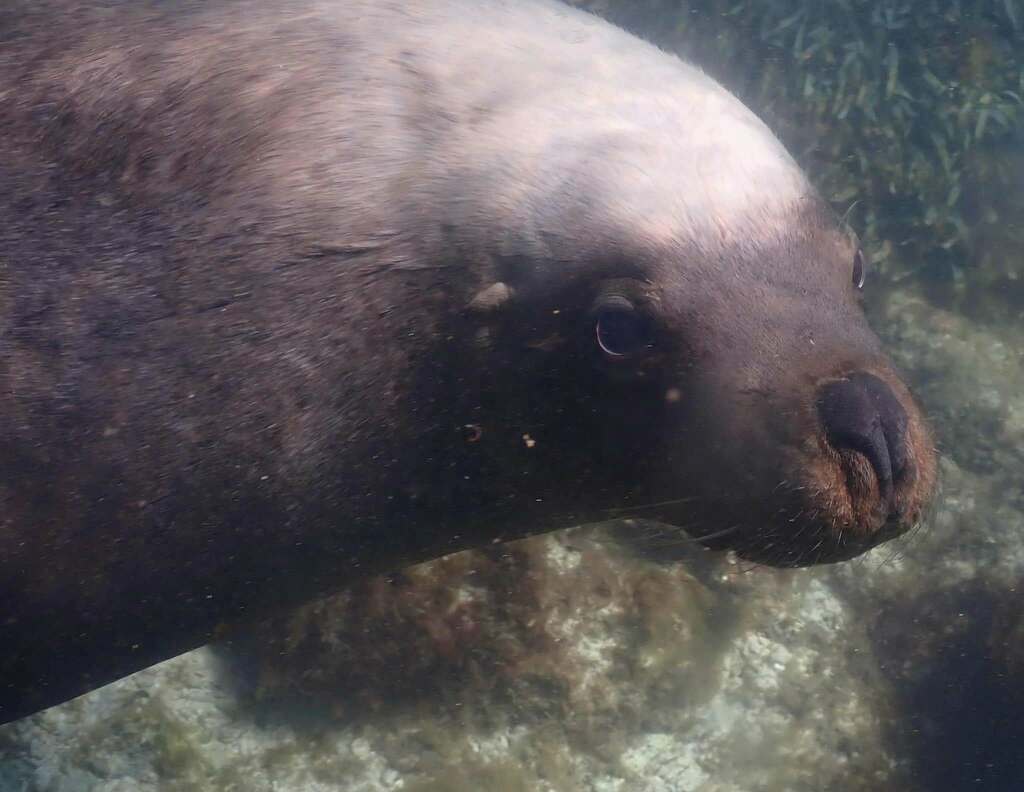 Australian Sea Lion