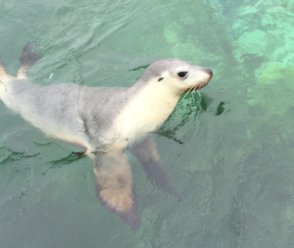 Australian Sea Lion