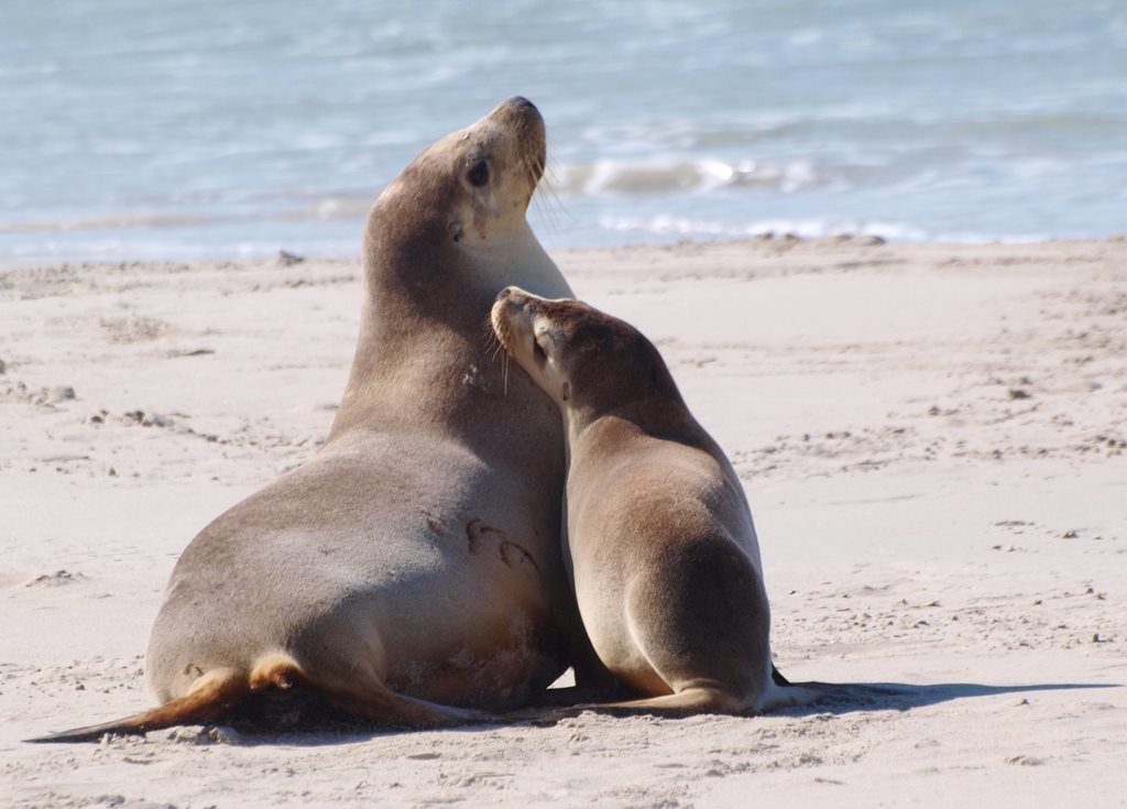 Australian Sea Lion