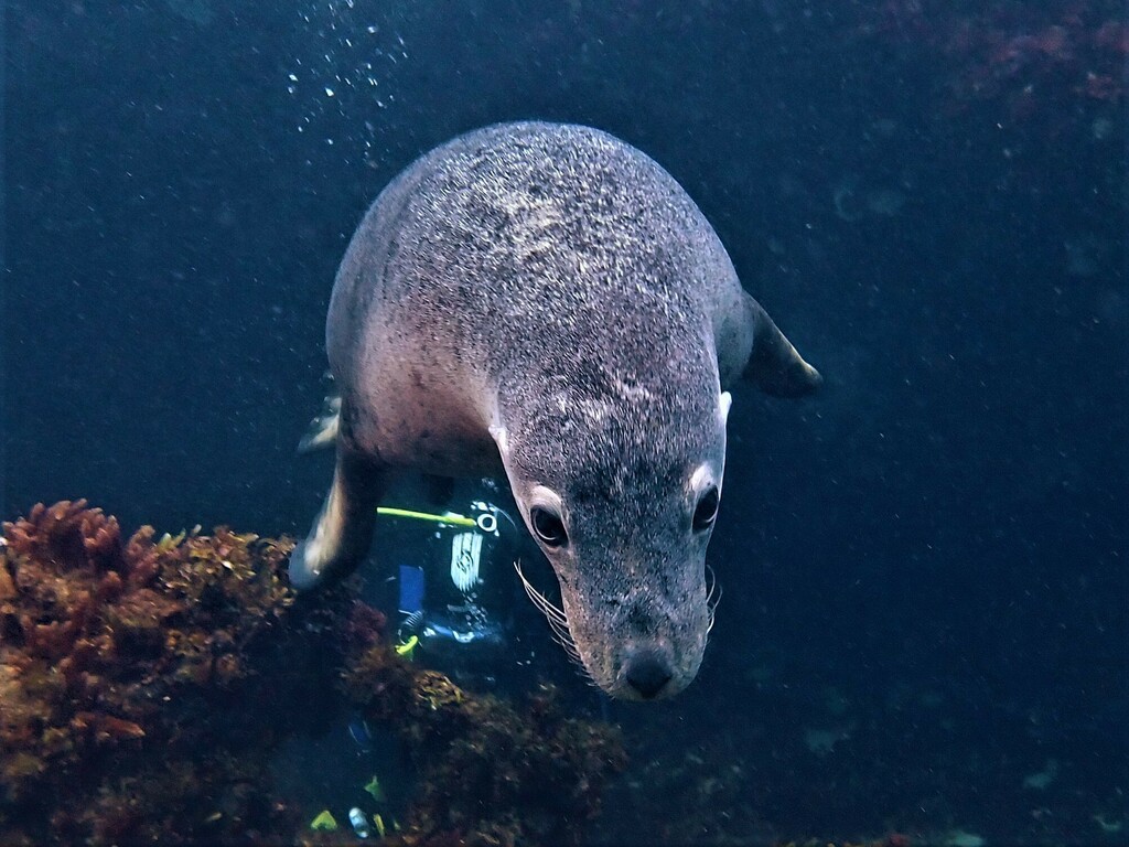 Australian Sea Lion