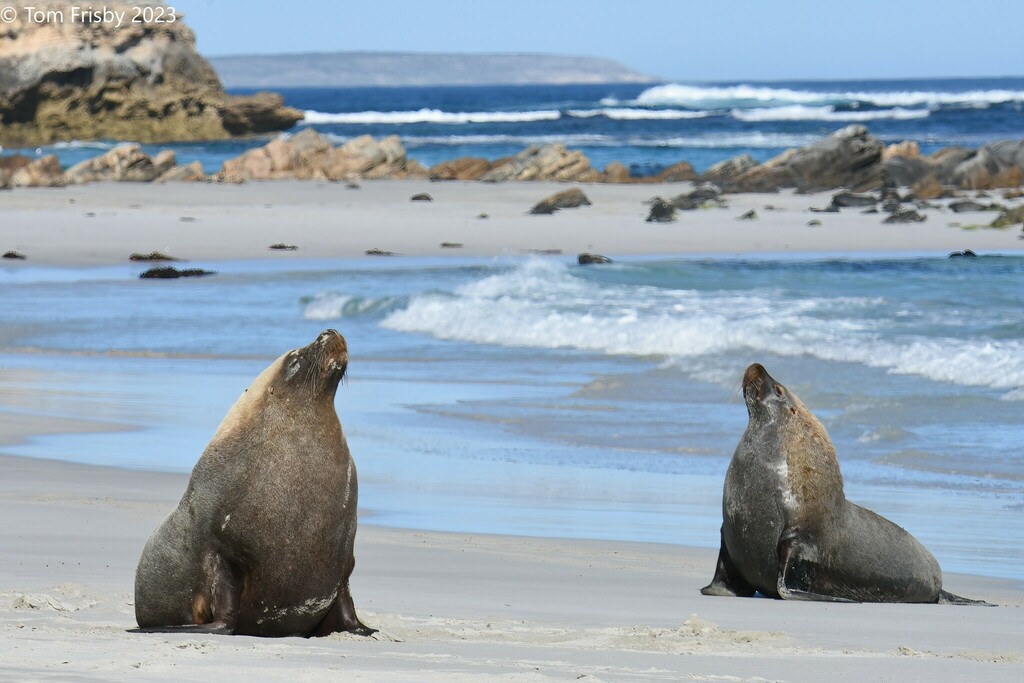 Australian Sea Lion