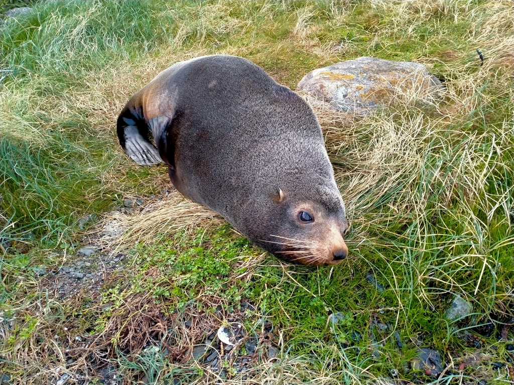 Long-nosed Fur Seal
