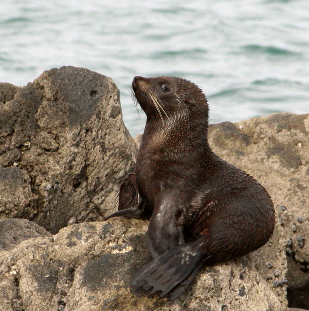 Long-nosed Fur Seal