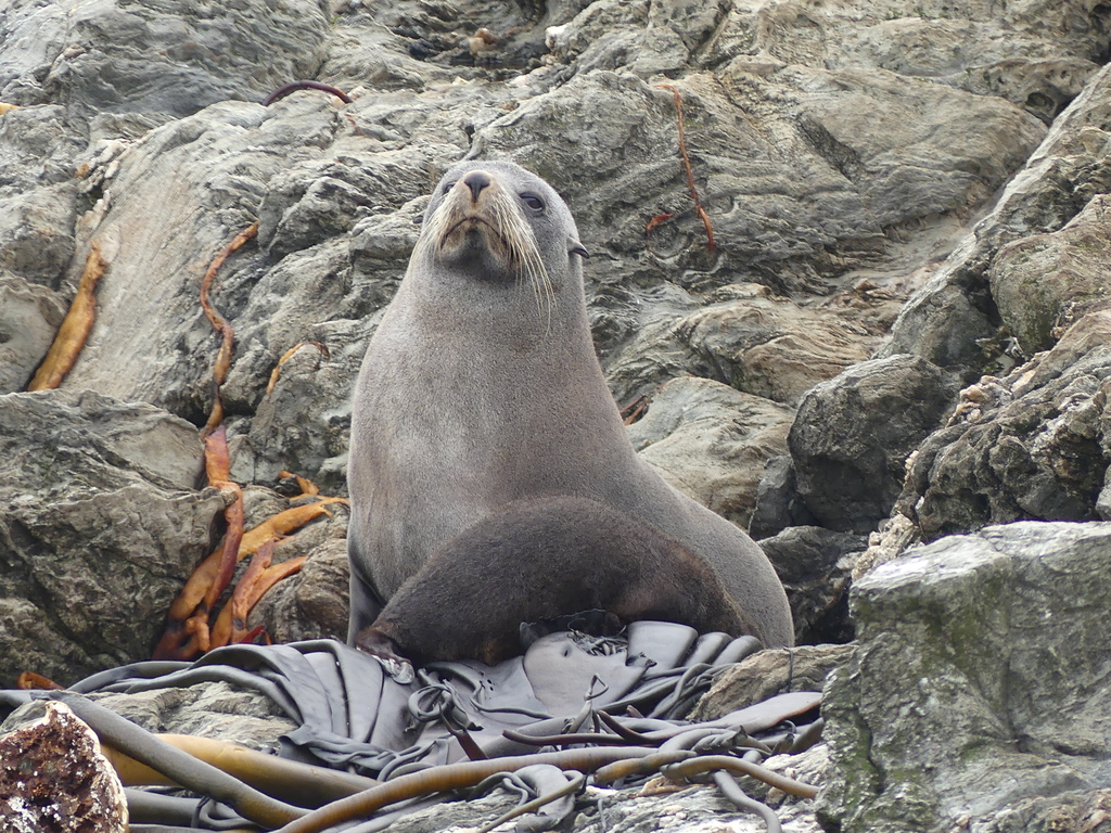 Long-nosed Fur Seal