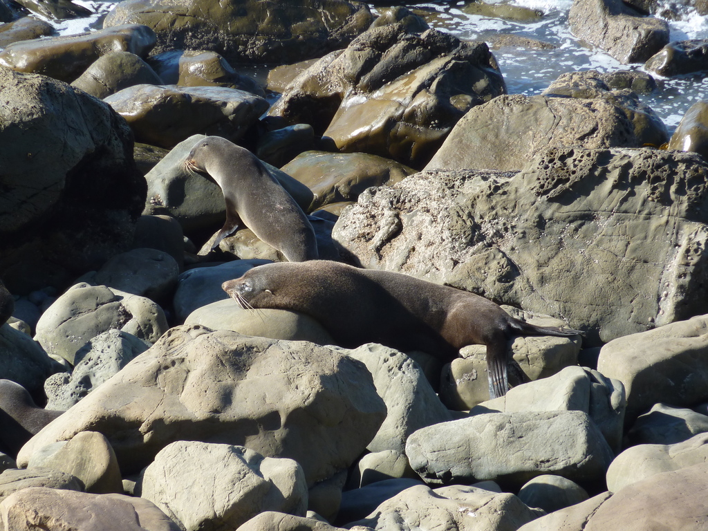 Long-nosed Fur Seal