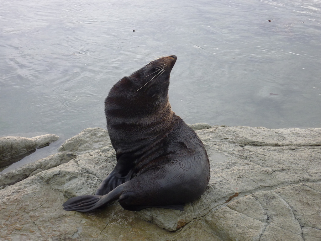 Long-nosed Fur Seal