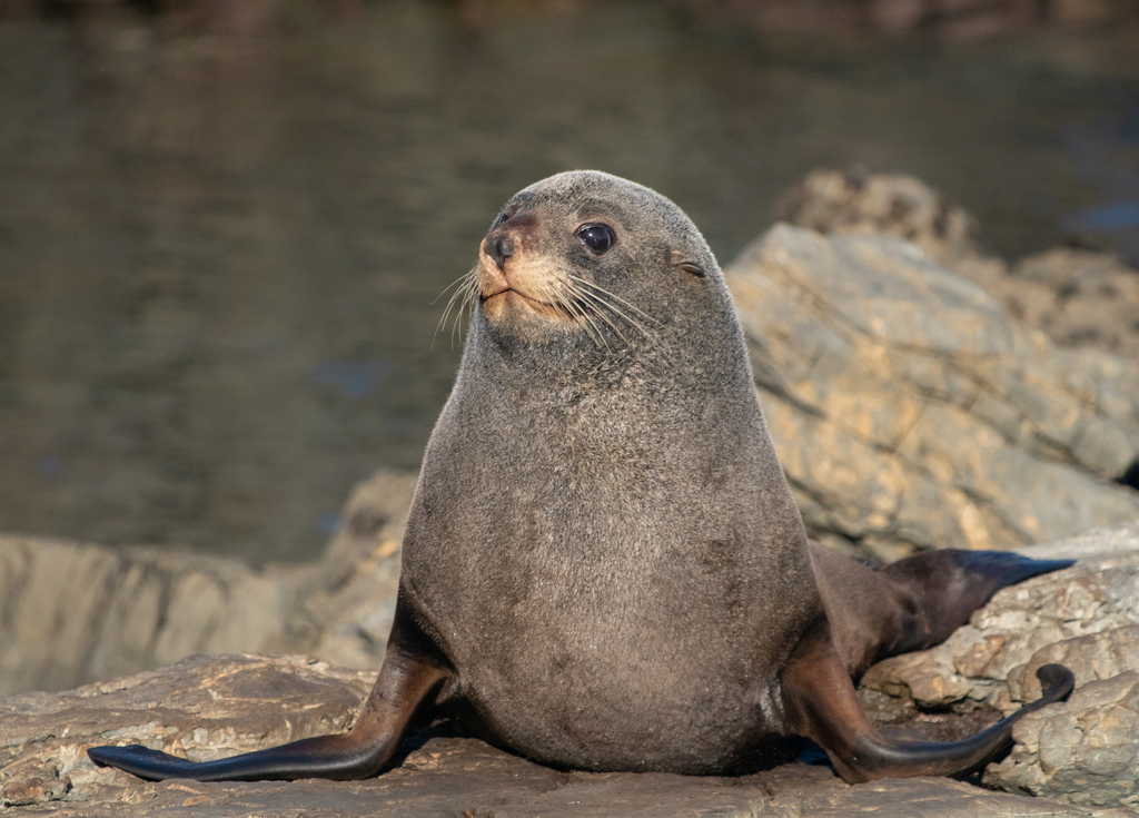 Long-nosed Fur Seal