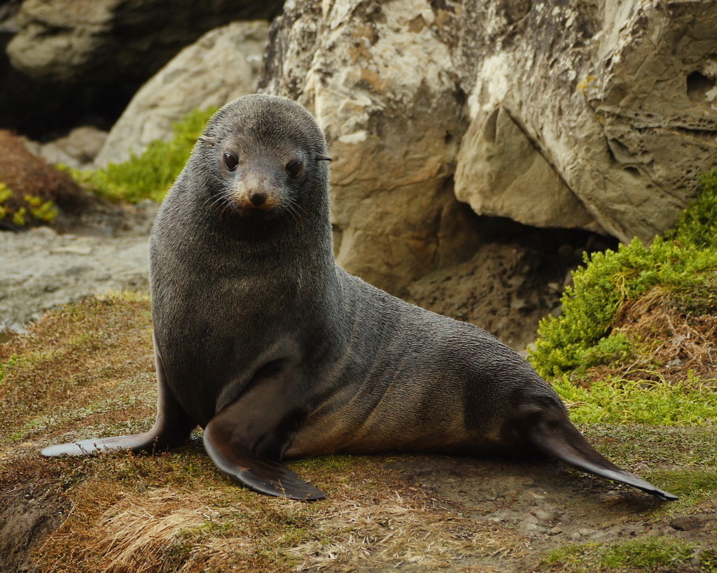 Long-nosed Fur Seal