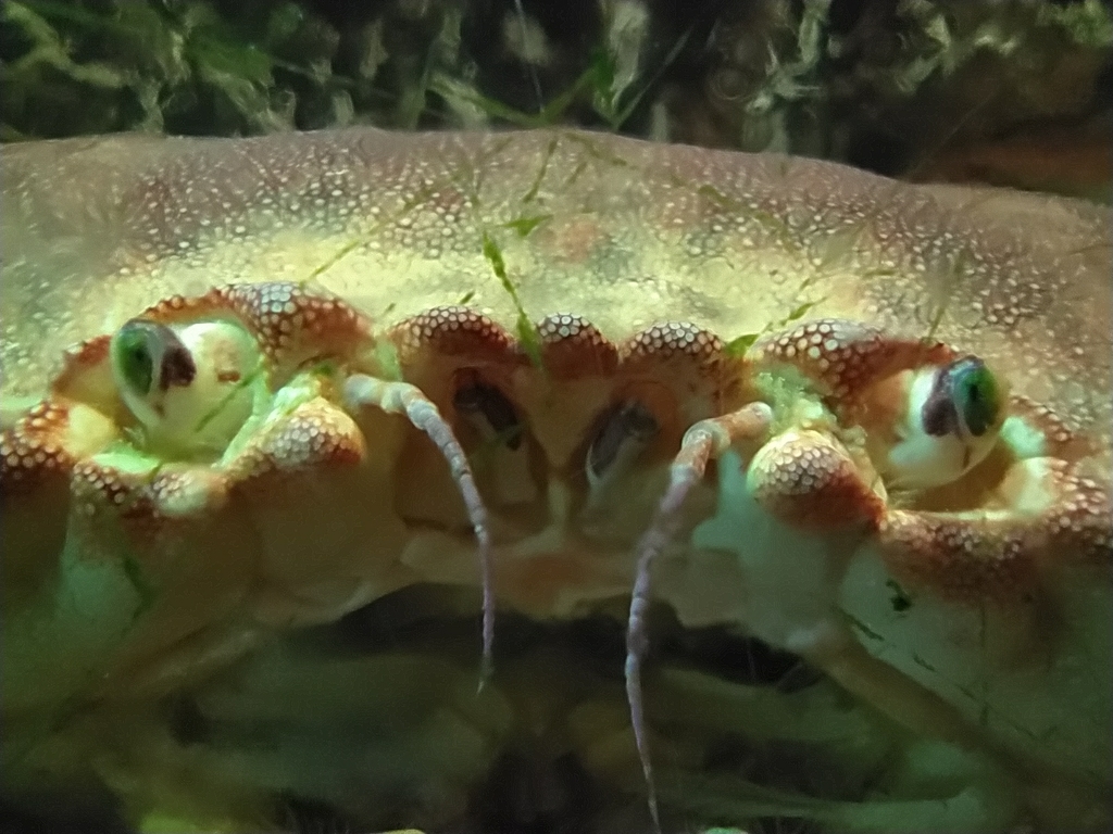 Edible Crab