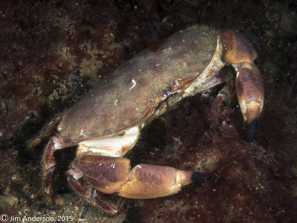 Edible Crab