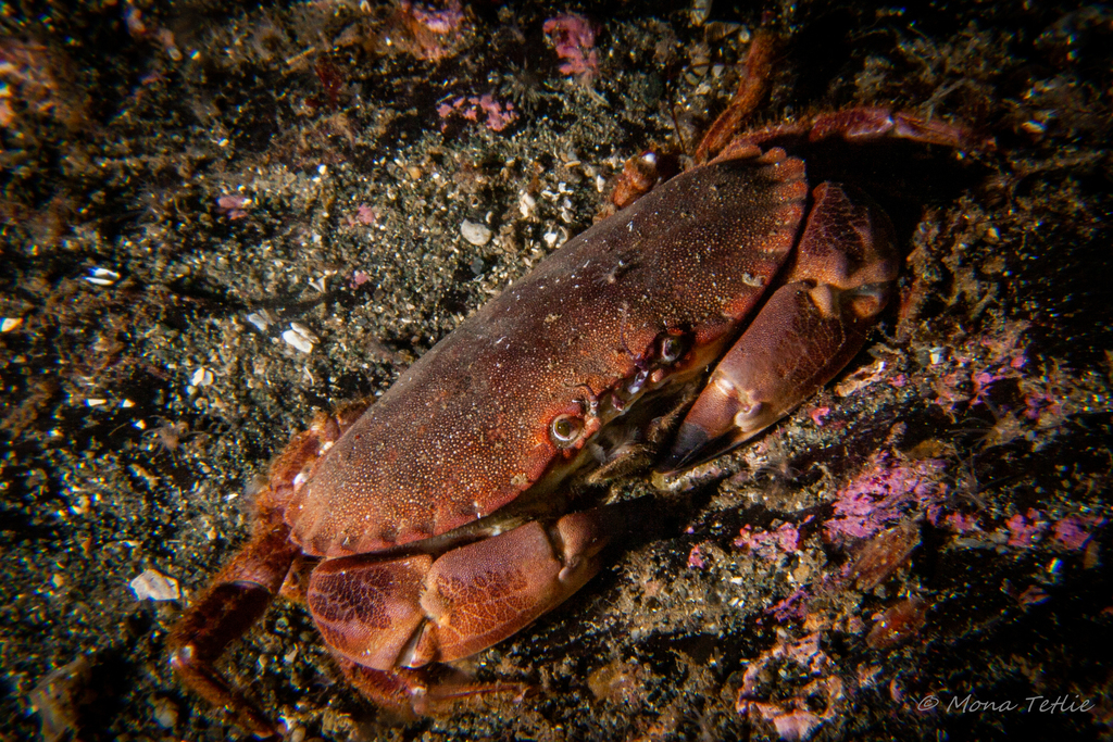 Edible Crab