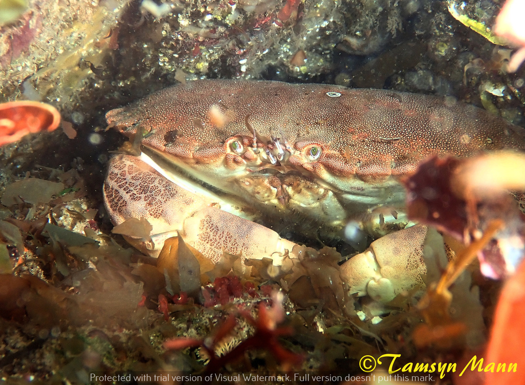 Edible Crab