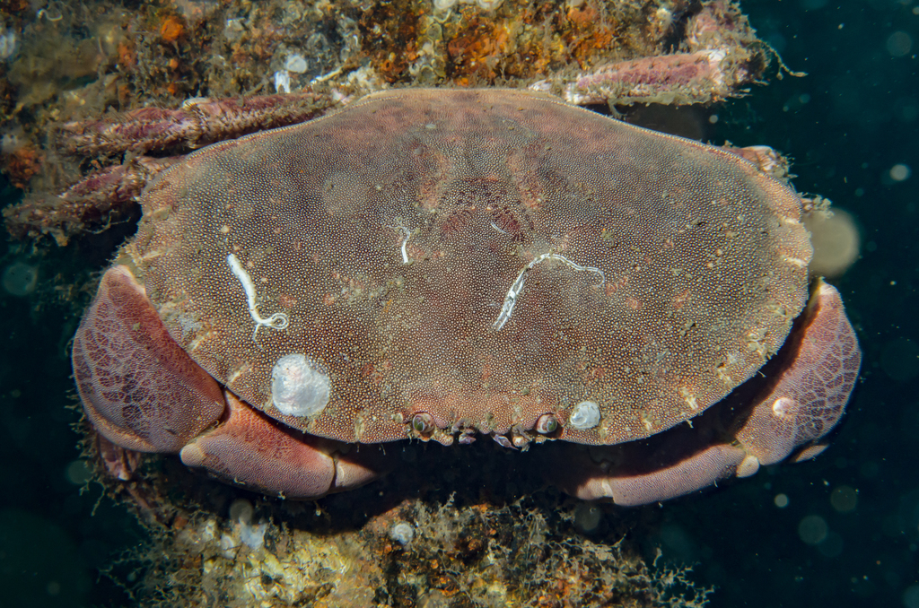 Edible Crab