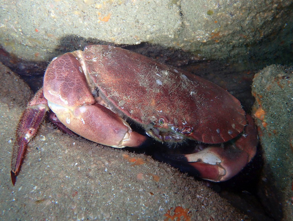 Edible Crab