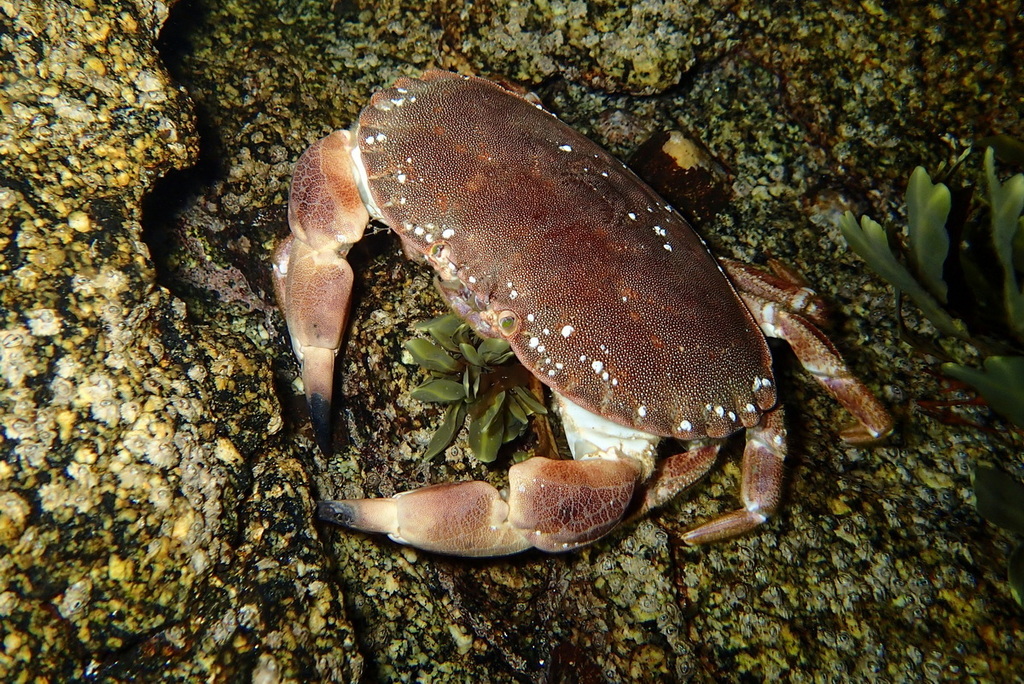 Edible Crab