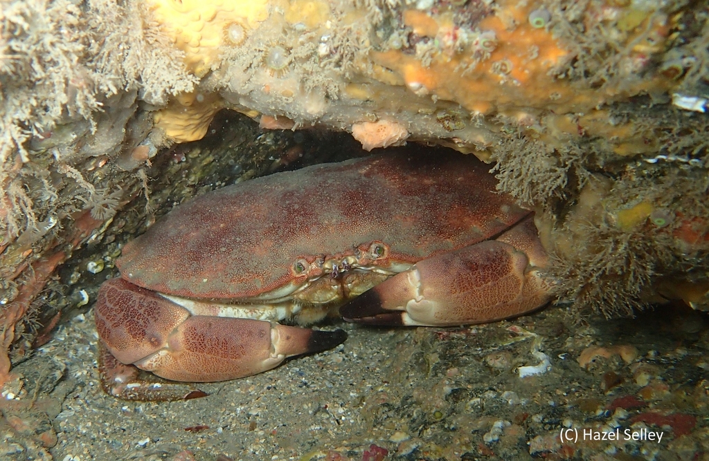 Edible Crab
