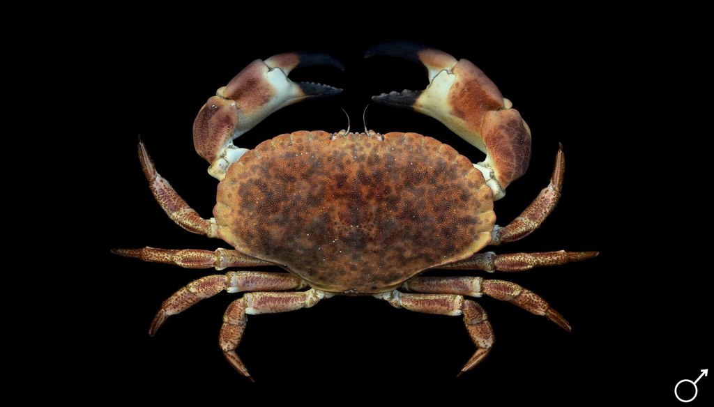 Edible Crab