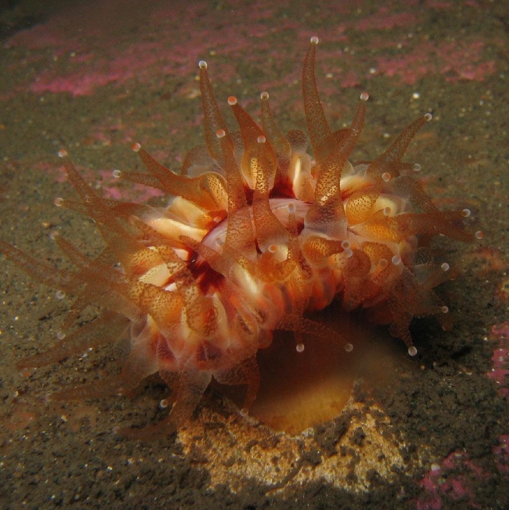 Devonshire Cup Coral