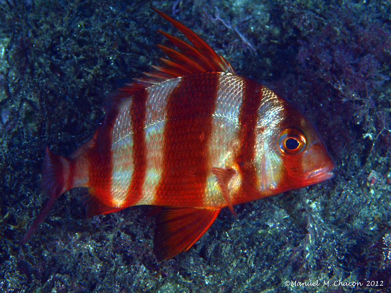 Red-banded Seabream