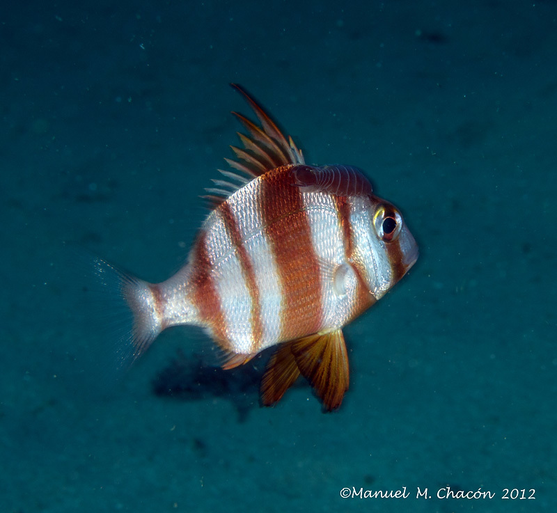 Red-banded Seabream