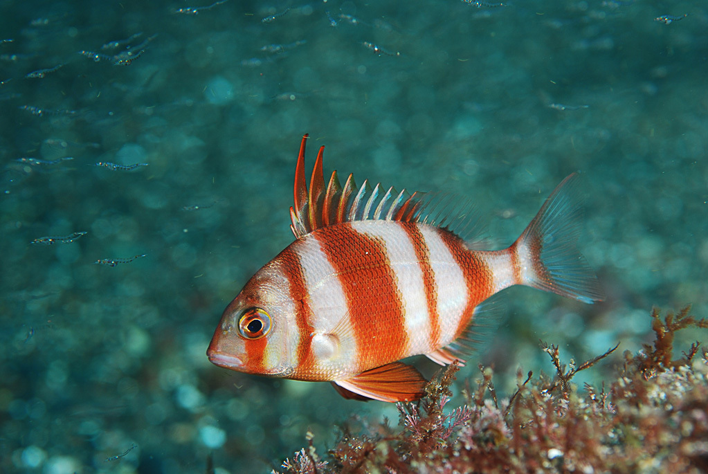 Red-banded Seabream
