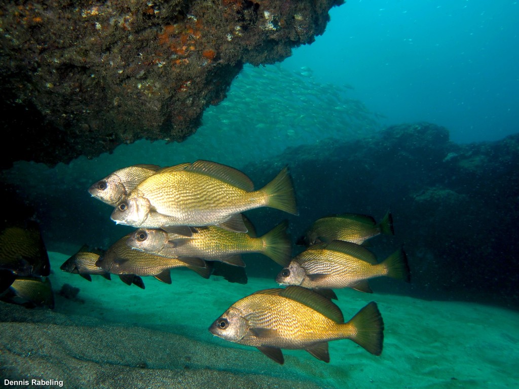 Canary drum