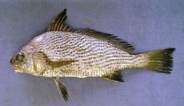 Canary Drum