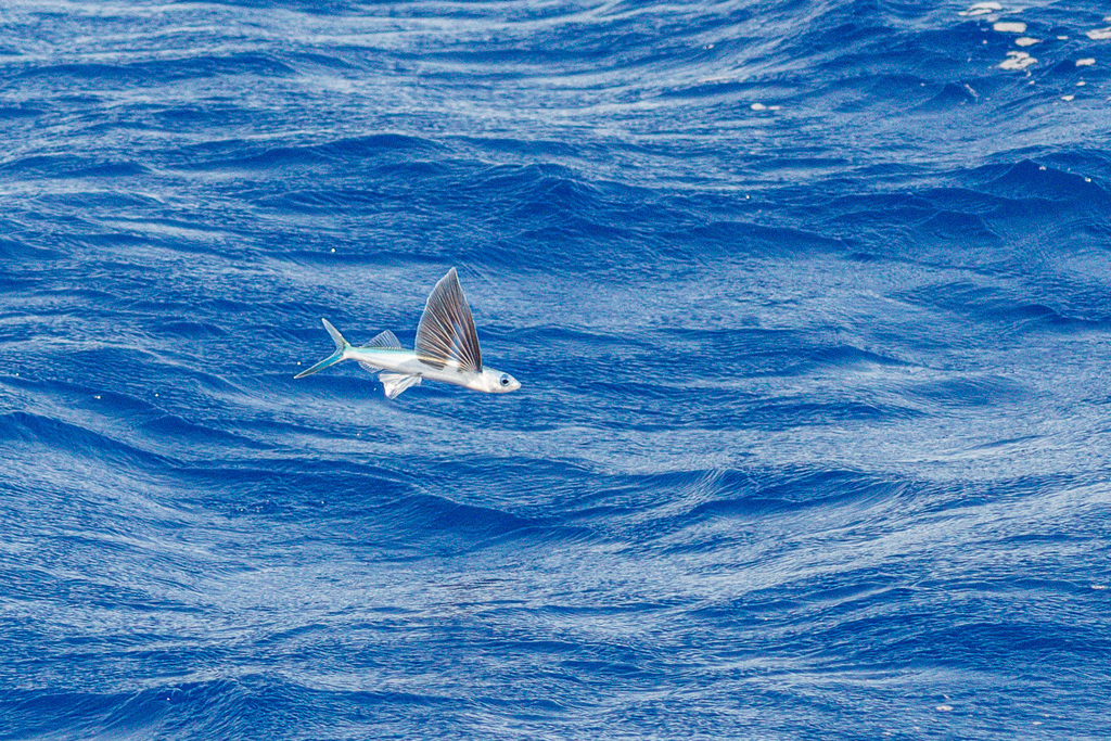 Piebald Flyingfish