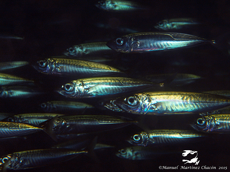 Blue Jack Mackerel