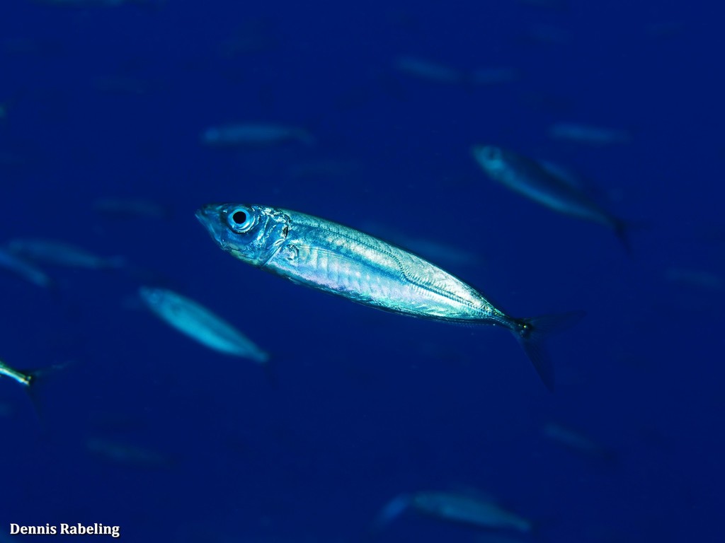 Blue Jack Mackerel