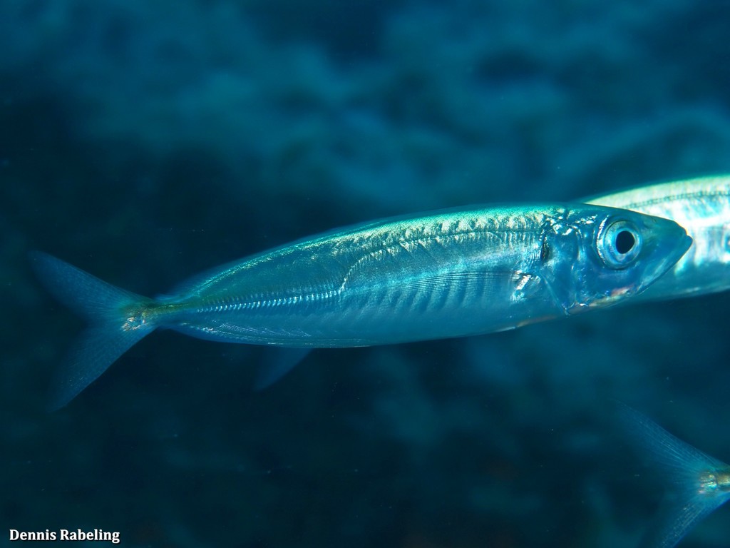 Blue Jack Mackerel